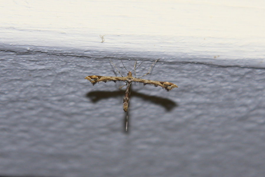 Pterophoridae